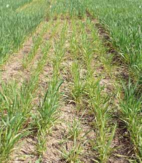 TABELLA 1 - Dati rilevati su 33 cultivar di grano duro coltivate in un terreno infetto dal virus del mosaico comune (Cadriano - BO, 2009-2010) Varietà Gravità dei sintomi ( 1 ) Valore ELISA ( 2 )