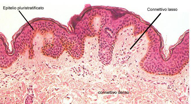 Omeostasi tessutale Le cellule che compongono un tessuto tendono a mantenere