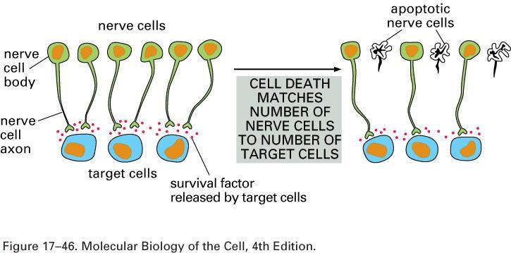 dei neuroni con quello delle cellule
