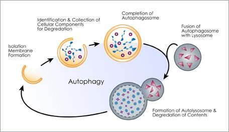 Autofagia Insieme di sistemi di auto-digestione cellulare che provocano la degradazione di costituenti cellulari proteine difettose, organelli danneggiati o invecchiati vengono sequestrati in
