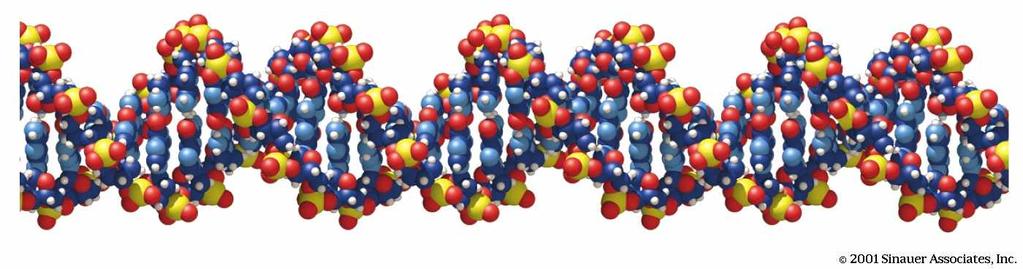 IL DNA