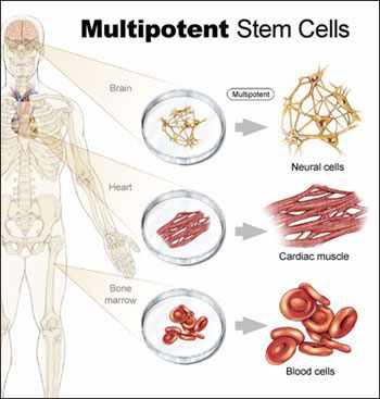 CELLULE