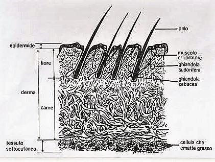 AZOTO TKN E AZOTO AMMONIACALE [N-NH 4+ ] [N TKN ] = [N-NH 4 + ] + [N O ] [N O ] = 31,85 1,48 = 30,37 mg/l Da dove