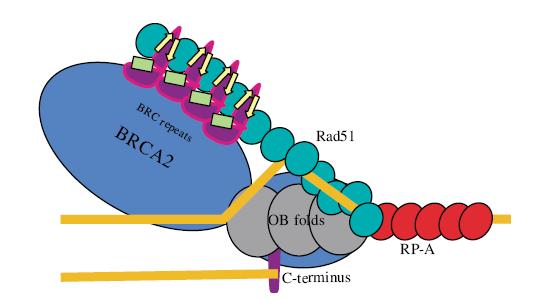 Funzione: Essenziali nel riparare i danni a doppia elica del DNA Le proteine BRCA sono