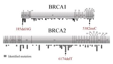 Test genetico BRCA1: 22 esoni codificanti >5000nt BRCA2: 27 esoni codificanti>10.