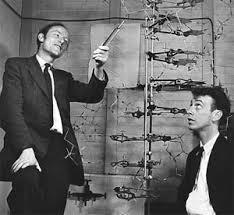 Crick FHC "A Structure for Deoxyribose Nucleic Acid", Nature vol.