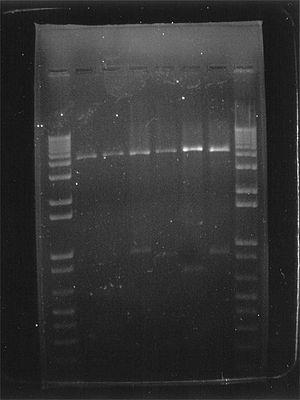 Dal prodotto di PCR al sequenziamento di Sanger Verifica dell avvenuta reazione (e possibile quantificazione), ad esempio per elettroforesi su gel di