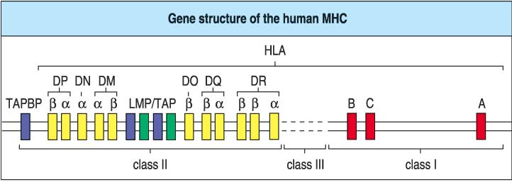Class I MHC heavy (a) chain genes: