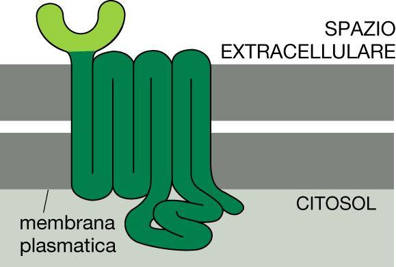 Tutti i recettori di superficie sono proteine allosteriche Un dominio extracellulare che contiene il sito di legame per il