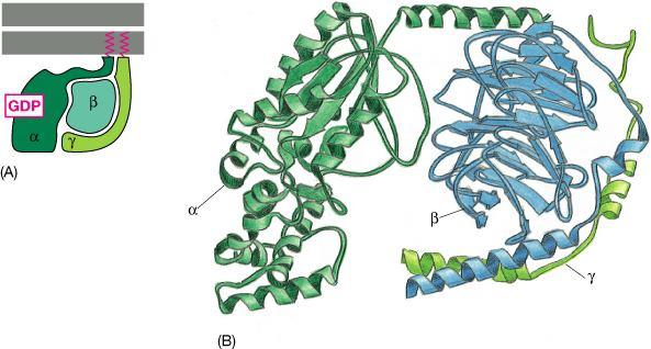 Indirettamente I recettori accoppiati a proteine G costituiscono la più grande famiglia di recettori di superficie.