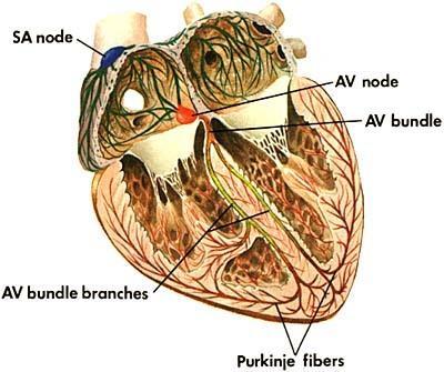 Il cuore si contrae con una frequenza che varia da 58 a 86 battiti al minuto e attraverso le contrazioni muscolari