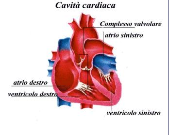 Tagliando il cuore secondo l asse maggiore è possibile apprezzare 4 camere nelle quali circola il sangue passando che passa dal cuore destro al cuore sinistro.