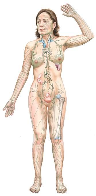 Panoramica del sistema linfatico 1 Vasi linfatici dell arto superiore Tonsille Dotto toracico Dotto linfatico destro Linfonodi cervicali Timo Linfonodi mediastinici Dotto toracico Cisterna del chilo