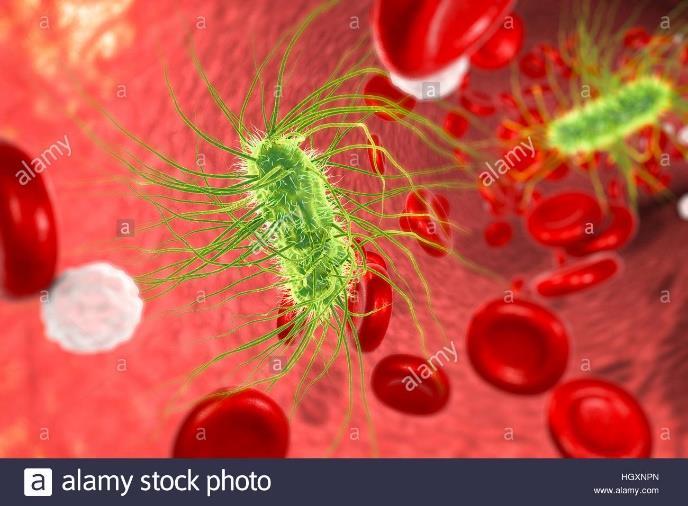 Ruolo dei vasi linfatici nella infiammazione Drenaggio dei liquidi e dei detriti Trasporto di antigeni ai linfonodi per la risposta immunitaria specifica In infezioni severe si può avere