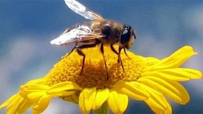 VIVERE CON LA NATURA LABORATORIO CON LE API Se l ape scomparisse dalla faccia della terra, all uomo non resterebbero che quattro anni di vita Albert Einstein Il progetto Le Api e il Miele intende