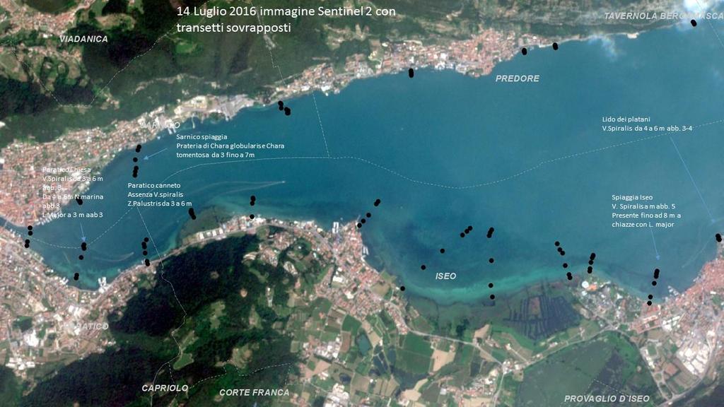 Monitoraggio d Indagine: la mappatura delle macrofite nel basso Lago Un secondo monitoraggio d indagine è stato realizzato nell estate del 2016 a causa dello sviluppo massiccio della pianta acquatica