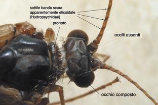 ...... Hydropsychidae In evidenza la particolarità che