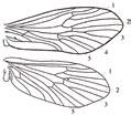 ... 10 - Tibie delle zampe anteriori con solo uno sperone, tibie delle zampe mediane con 2 o 3 speroni... Limnephilidae 10.