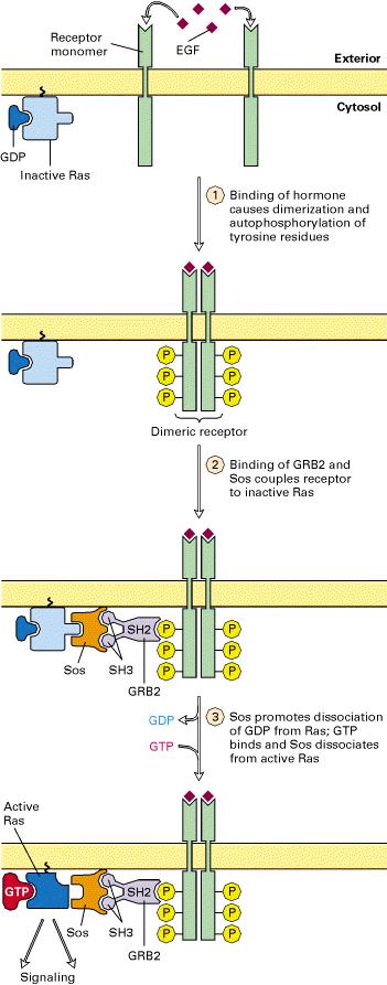 Il recettore attivato dal ligando si lega alla