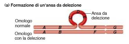 ipodiplodia 2n - 1 o più cromosomi (Es. monosomia, nullisomia) Delezione: Parte del cromosoma (e quindi delle basi del DNA) viene perduta.