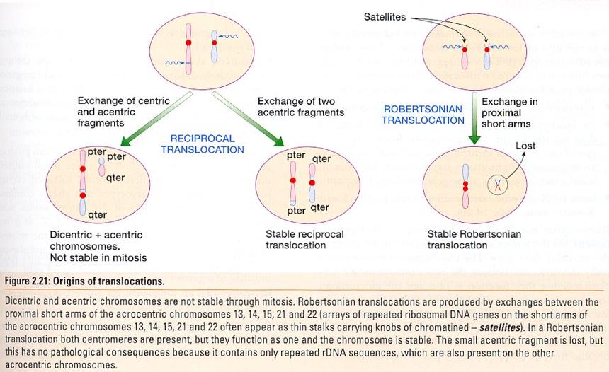 Origine delle traslocazioni Sumner AT., Chromosomes: Organization and Function.