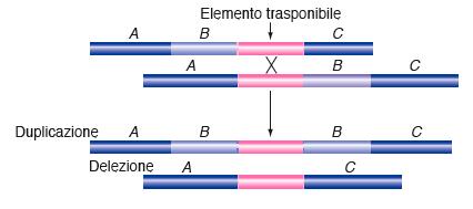 Trasposizione: spostamento di piccoli segmenti di DNA - entità conosciute come trasposoni - da una posizione