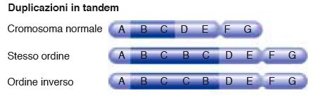 Duplicazione: Aumento del numero di copie di una regione cromosomica.