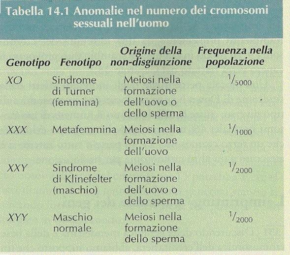 Mutazioni nel numero dei cromosomi sessuali La non-disgiunzione dei cromosomi sessuali umani provoca varie malattie da aneuploidia.