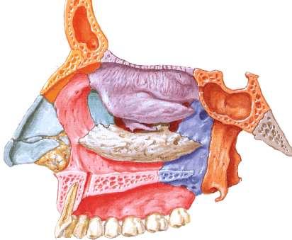Cavitò nasali osso Cavitò