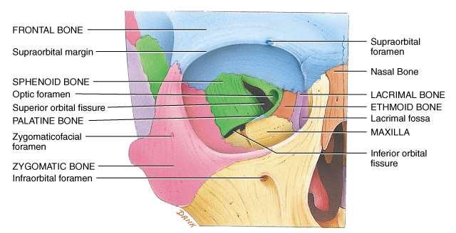 Ossa dello splancnocranio Conca nasale inferiore Conca nasale inferiore o