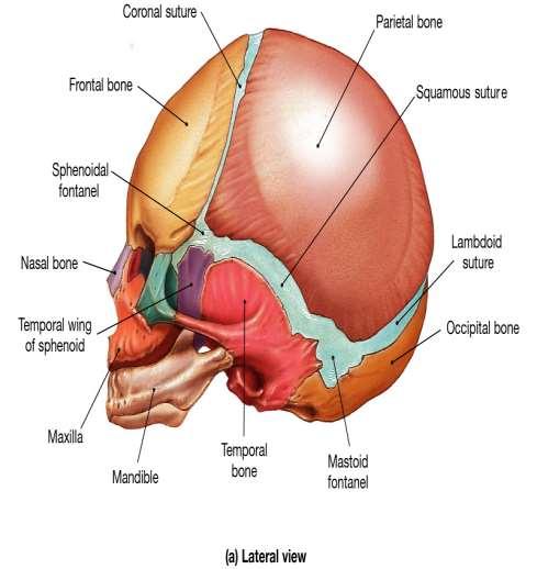 Fontanelle Spazi chiusi da connettivo fibroso denso