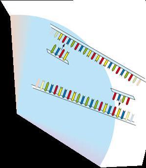 La PCR, una «fotocopiatrice genetica» La