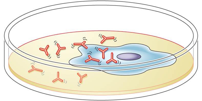 I biotecnologi hanno trasformato in laboratorio i linfociti in ibridomi, speciali cellule che sono immortali e possono produrre