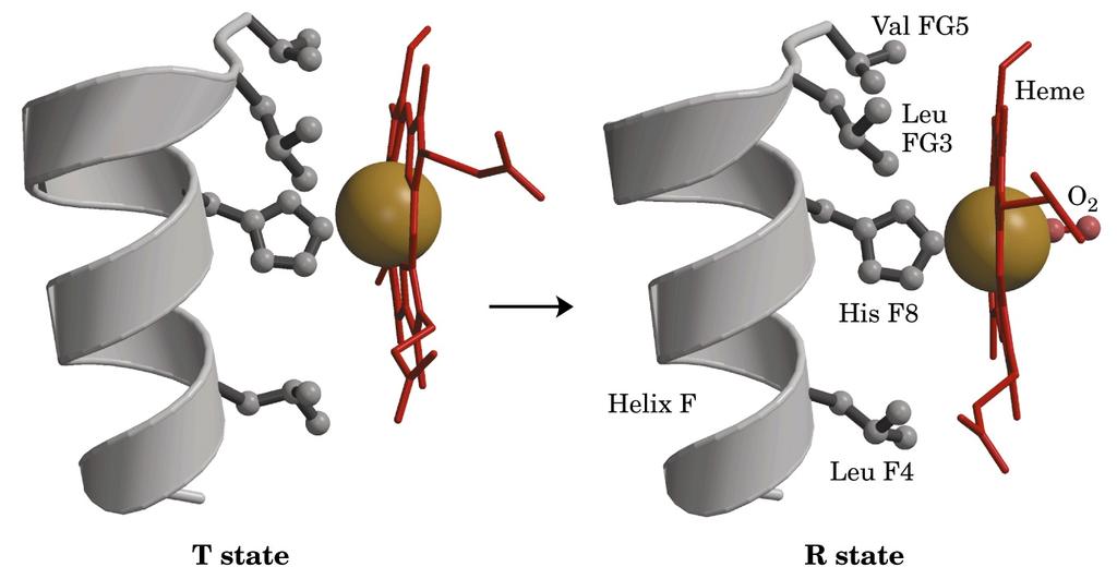 Il legame dell O 2 provoca un piccolo movimento dell atomo di Ferro tirandolo verso il piano dell eme L atomo di Ferro trascina l His F8 e l elica F