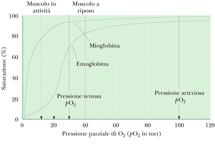 Saturazione (%) Le diverse funzioni della Mioglobina e dell Emoglobina dipendono dalle diverse po 2 e pco 2 nei tessuti e nei polmoni Pressione parziale di O 2 (po 2 in mm Hg) Il