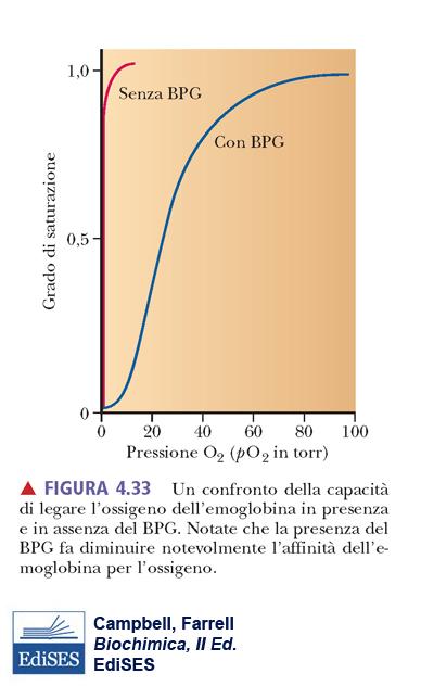 quindi il rilascio Il BPG stabilizza la forma deossigenata dell emoglobina.