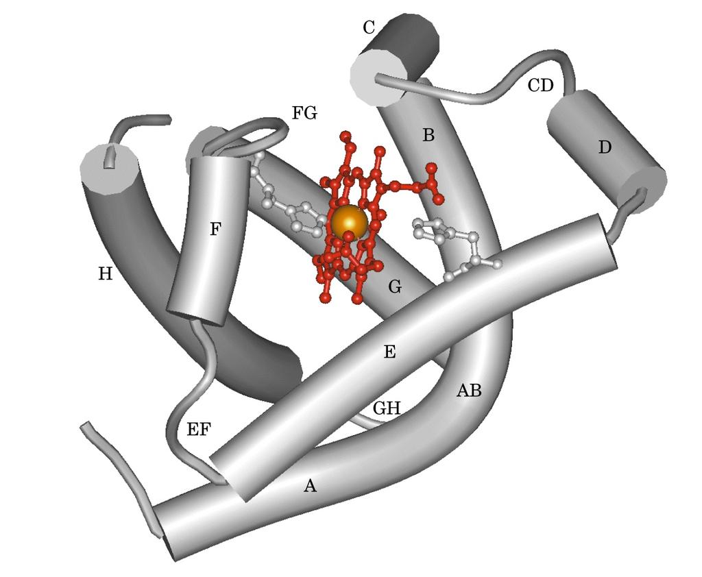 La MIOGLOBINA è costituita da una catena polipeptidica di 153 amminoacidi ripiegata in 8 segmenti (A-H) di α-elica uniti tra loro da