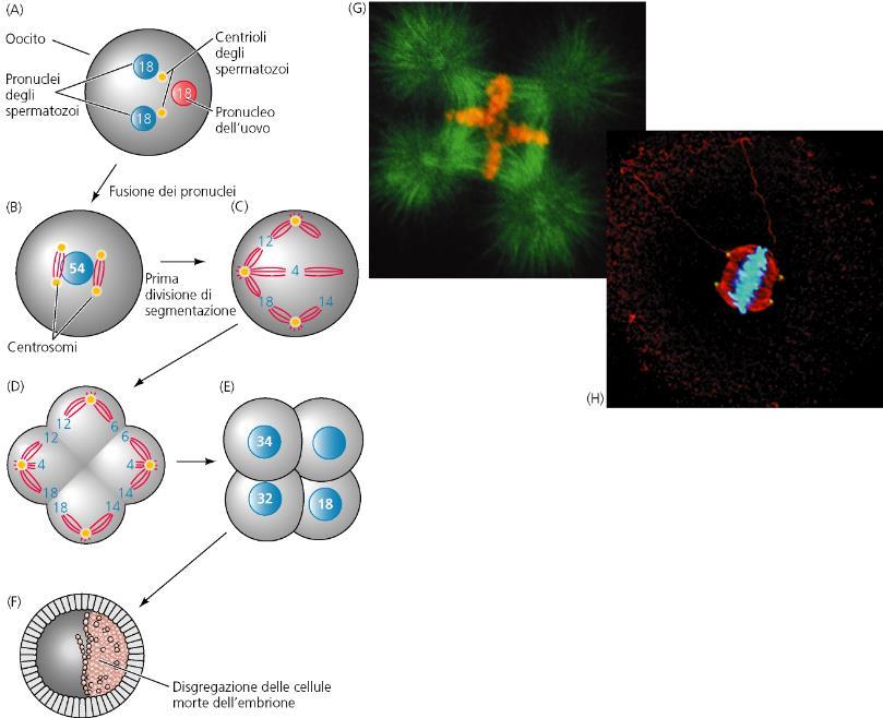 INIBIZIONE DELLA POLISPERMIA MONOSPERMIA: condizione normale in cui il nucleo aploide di uno spermatozoo e il nucleo Segmentazione anomala aploide di un uovo contribuiscono a formare il nucleo