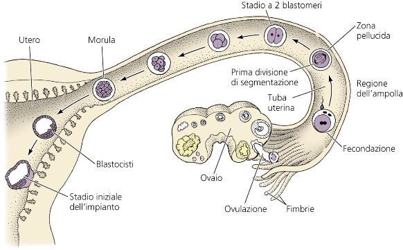 Spermatozoo di toro non capacitato aderisce alla membrana delle cellule epiteliali della tuba uterina prima di entrare nell ampolla Alcuni fattori presenti nelle tube