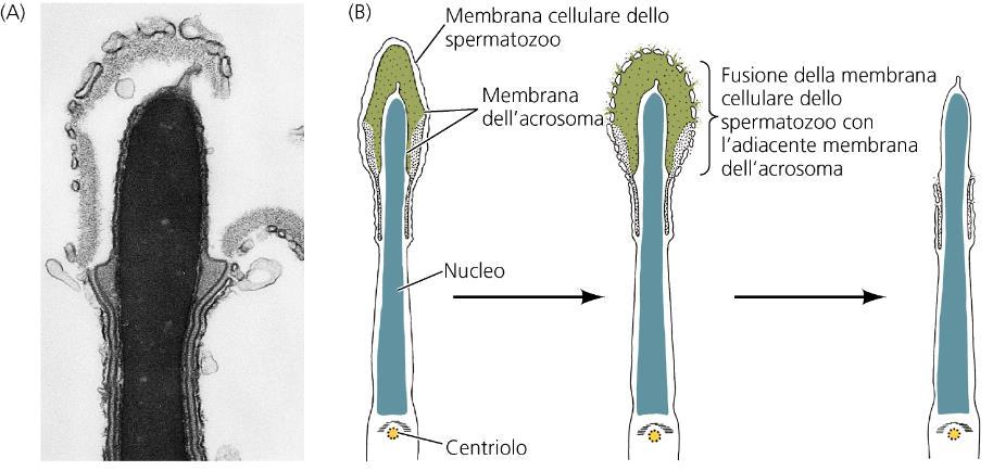 REAZIONE ACROSOMIALE NEI MAMMIFERI Nel punto di attacco gli spermatozoi possono liberare gli enzimi proteolitici e digerire un percorso attraverso lo strato extracellulare: residui carboidrati di