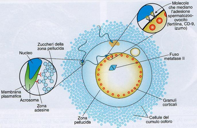 Hp: fertilina promuove anche fusione lipidi membrana -PROTEINE CON PROPRIETA FUSOGENE -CD-9 (oocita)