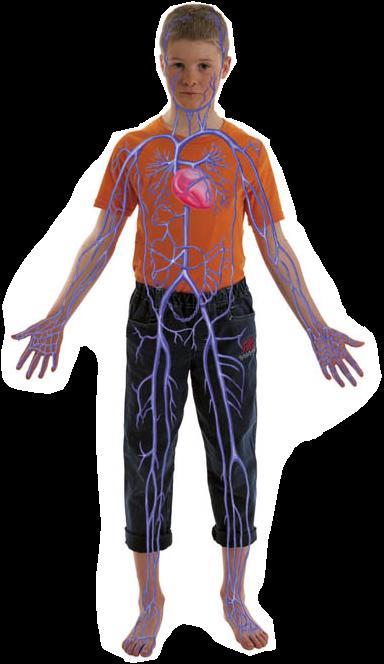 La circolazione del sangue Con la grande circolazione il sangue va dal cuore agli organi e poi ritorna al