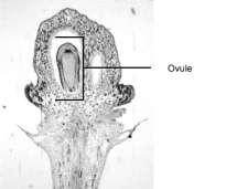 uno stigma su cui si deposita il polline uno stilo lungo il quale cresce il tubetto pollinico per raggiungere l ovulo.