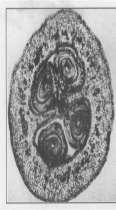 STRATI: L ovulo del fiore di vite è ANATROPO, cioè rovesciato, con il micropilo rivolto verso la parte basale del fiore - epidermide