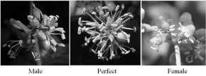 origine embrionale di questo tessuto in vivo non è ancora stata stabilita Il TEGUMENTO INTERNO (secondina) (composto da 2 o 3 strati), a volte si estende