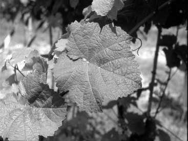 vitigni bianchi d autunno ingialliscono (accumulo di