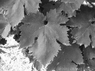 Montepulciano Sangiovese VITICCI organi di presa e di sostegno; Trebbiano d Abruzzo organi omologhi ai grappoli;