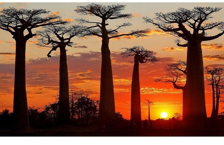 strada dei Baobab, uno dei siti più fotografati della