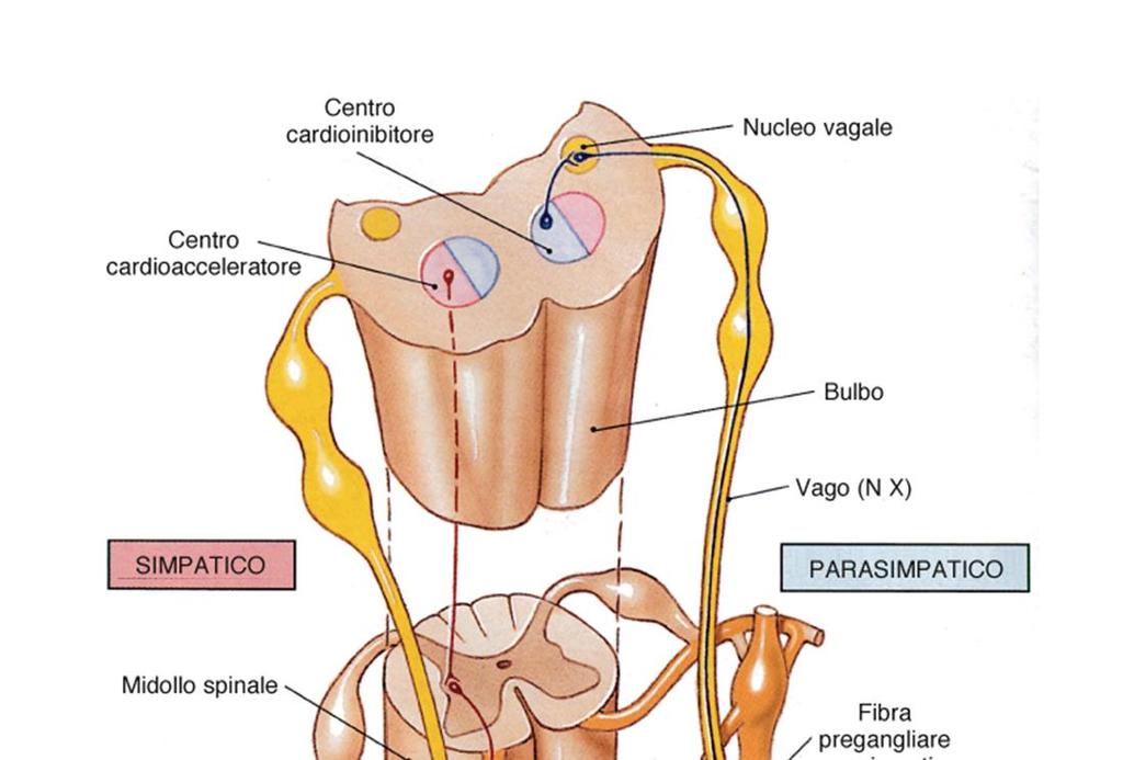 Innervazione del cuore: fibre dal plesso cardiaco Sulle strutture nodali, sui vasi