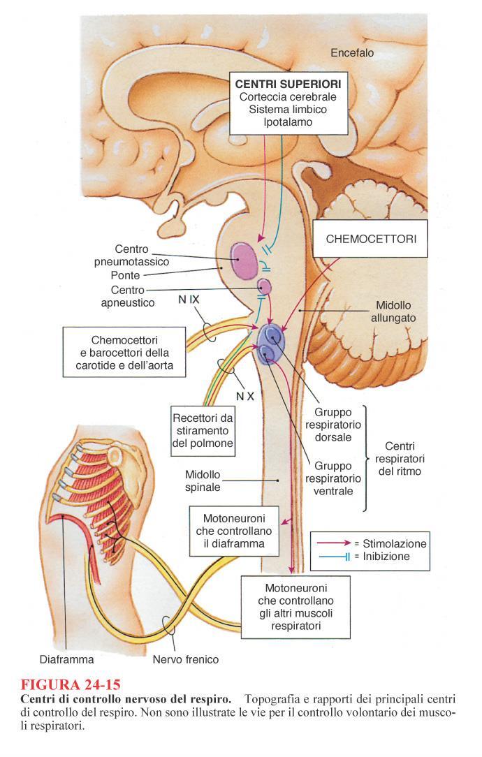 Componenti del controllo nervoso della respirazione meccanocettori (polmoni, muscoli respiratori, torace) chemocettori